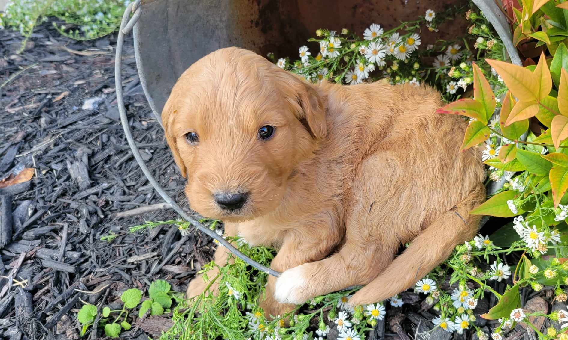 puppy, for, sale, Poodle Standard/Golden Retriever, Lana  Arnall, dog, breeder, Hartville, MO, dog-breeder, puppy-for-sale, forsale, nearby, find, puppyfind, locator, puppylocator, aca